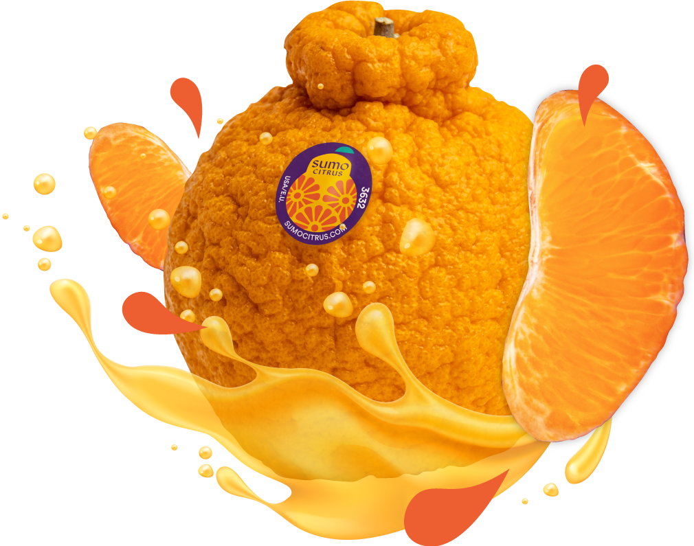 'Sumo' Citrus Mandarin (6pk)