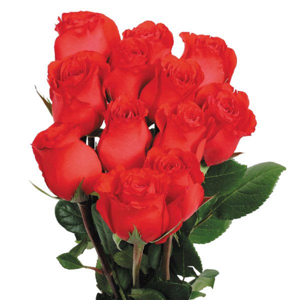 President's Choice Red 50 Cm 12 St