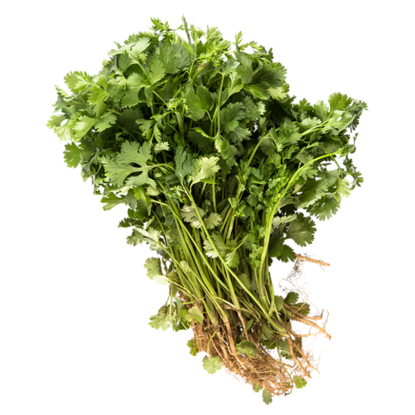 Cilantro Bunch